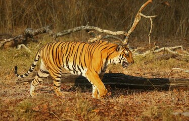 Fototapeta premium Royal bengol tiger in it's natural habitat. Images were taken in the Kabini area of Nagarahole national park in Karnataka, India during my safari. 