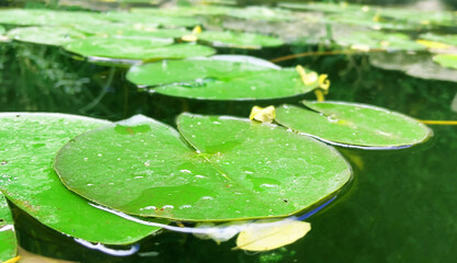 water lily in the pond