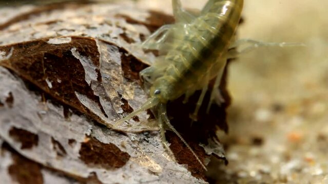 Scud Feeding on a Dead Leaf - close view