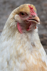 portrait of a chicken