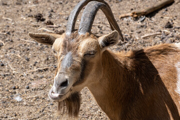 portrait of a goat