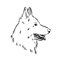 pedigree dog drawn in ink by hand without a background