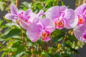 Fototapeta na wymiar a beautiful tropical pink phalaenopsis orchid