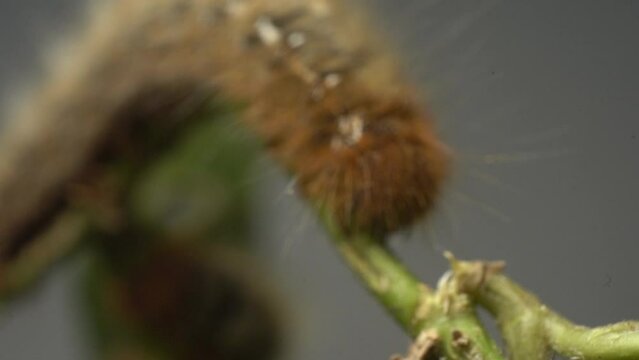 Oak Eggar Caterpillar On Plant Stem. Lasiocampa Quercus. rack focus, zoom-in shot