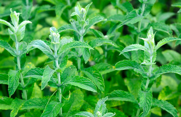 Spearmint or Mentha spicata plant.Garden mint natural background.Herbal medicine,medicinal plants and herbs concept.Selective focus.  © svf74