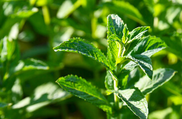 Spearmint or Mentha spicata plant.Garden mint natural background.Herbal medicine,medicinal plants and herbs concept.Selective focus.	