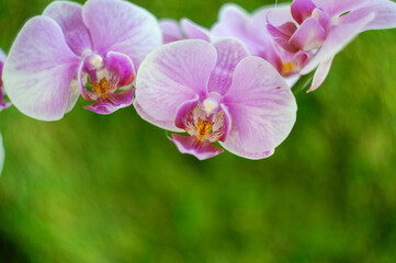 Fototapeta na wymiar a beautiful tropical pink phalaenopsis orchid