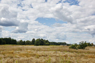 Summer forest on the horizon against the blue sky. Beautiful landscape of green trees and blue sky background