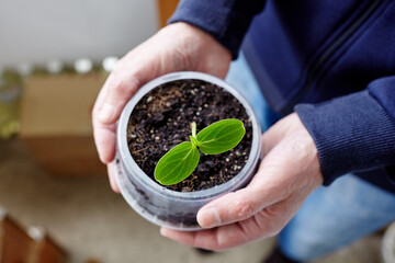 Old man gardening in home greenhouse. Men's hands holding cucumber seedling in the pot, selective focus