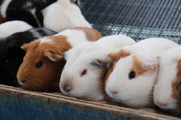 身を寄せ合うモルモット