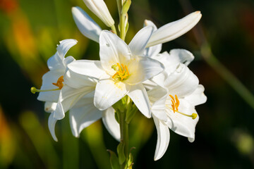 Naklejka na ściany i meble White lily (Lilium candidum) lit by the sun. Close up photo.