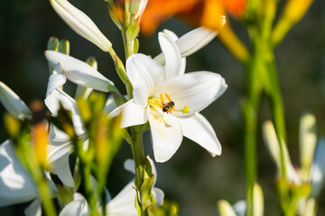 Fototapeta premium White lily (Lilium candidum) lit by the sun. Close up photo.