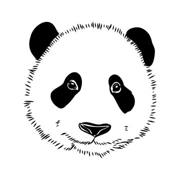 Vector realistic sketch of Panda figure in full-length, Hand drawn illustration
