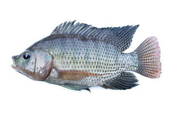 Nile tilapia isolated on white background.Freshwater fish.