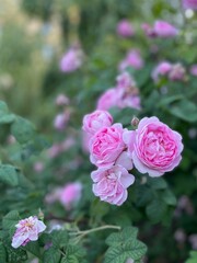 Beautiful pink roses in the park