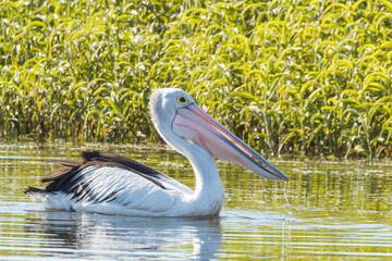 Australian Pelican in Queensland Australia