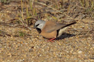Black-throated Finch in Queensland Australia