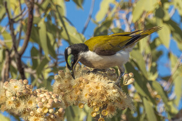 Blue-faced Honeyeater in Queensland Australia