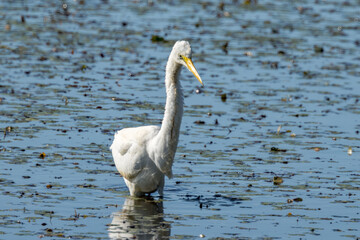 Eastern Great Egret in Queensland Australia