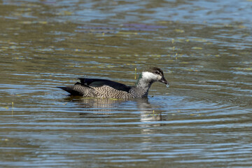 Green Pygmy Goose in Queensland Australia