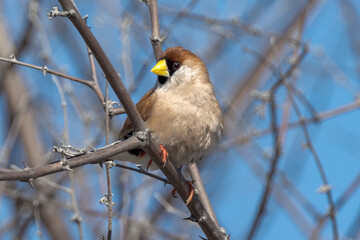 Masked Finch in Queensland Australia