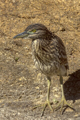 Juvenile Nankeen Night Heron in Queensland Australia