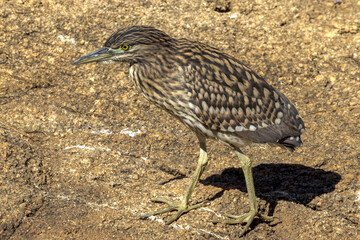 Juvenile Nankeen Night Heron in Queensland Australia