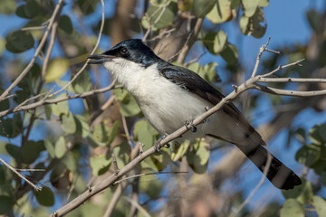 Paperbark Flycatcher in Queensland Australia