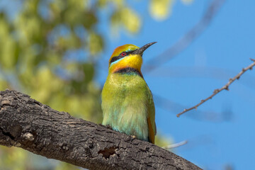 Rainbow Bee-eater in Queensland Australia