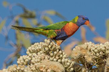 Rainbow Lorikeet in Queensland Australia