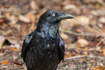 Torresian Crow in Queensland Australia