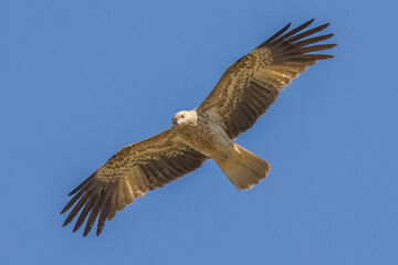 Whistling Kite in Queensland Australia