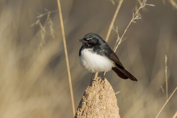 Willy Wagtail in Queensland Australia