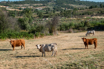 Gado bovino no pasto. Pasto cercado por uma cerca. Pasto rodeado por montes e uma pequena aldeia ao...