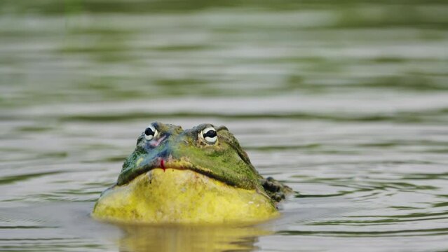 Male African Giant Bullfrog Calling In A Pond In Central Kalahari Game Reserve - close up