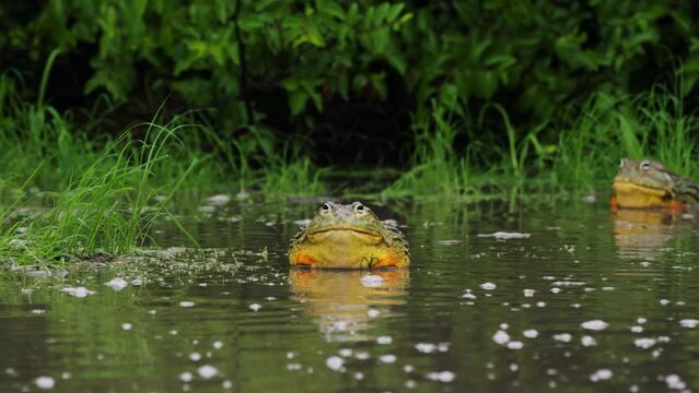 View Of African Giant Bullfrogs In Shallow Water - wide