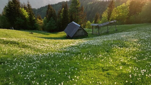 Daffodil flowers in the hills at sunset with the Julian Alps and birch tree in the background.