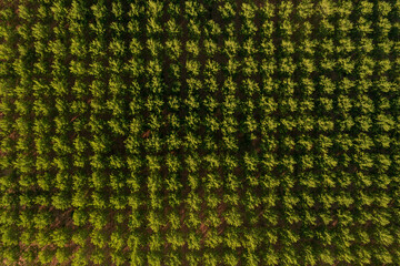 poplars aerial view in the countryside