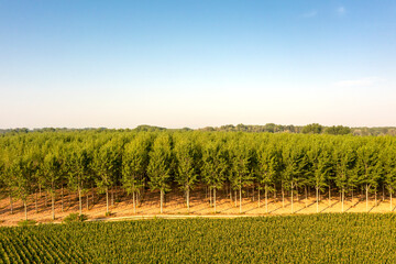 aerial poplars view in Italian countryside