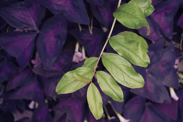 Fiolet i zieleń  © Piotr