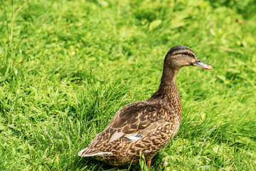 Close-up of a female of mallard duck (Anas platyrhynchos) standing on a green meadow. Italy, Europe