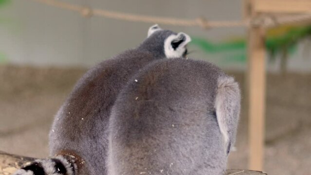 Lemurs primates in a zoo park,club.dome lemurs mammals washing their fur,legs, with tongue,sitting on wooden construction in a glass box.back view 4 k real time video
