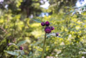 Alpine meadow vegetation landscape in summer