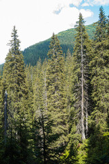 Alpine meadow vegetation landscape in summer