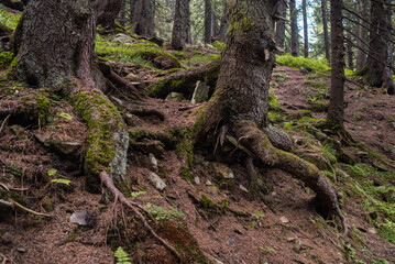 Beautiful autumn forest mountain path at sunset. Tourism hiking. National nature park