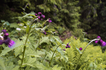 Alpine meadow vegetation landscape in summer