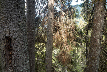 Beautiful autumn forest mountain path at sunset. Tourism hiking. National nature park