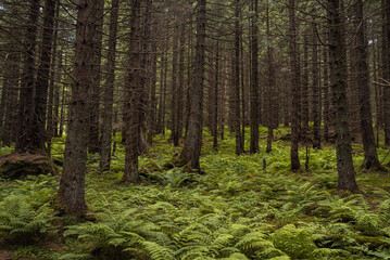 Beautiful autumn forest mountain path at sunset. Tourism hiking. National nature park