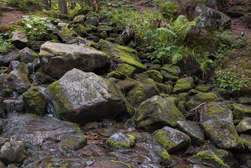 Coniferous forest in national park, landscape in summer