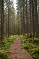 Beautiful autumn forest mountain path at sunset. Tourism hiking. National nature park